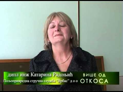 AFLATOKSIN I CRVENILO KUKURUZA