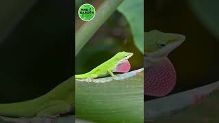 Green Anole 🦎 Courtship Display #animalfacts #lizard
