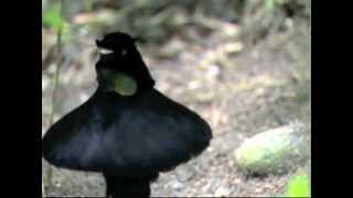 The Birds of Paradise Music Video