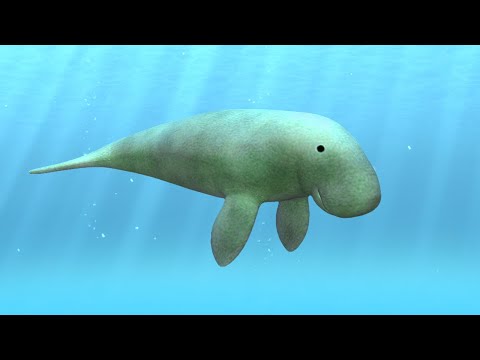 Dugong and Tropical Fish video thumbnail