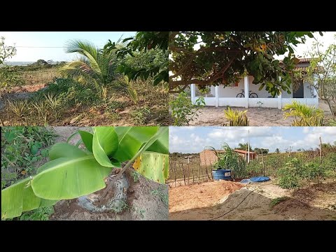 Limpeza do pomar na mine chácara+aguando as frutíferas.