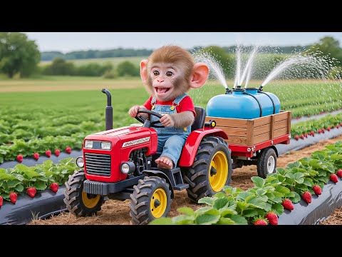 🚜🍓 Monkey NaNa Waters the Strawberry Field and Finds a Heartwarming Surprise! 😍 – NANA MONKEY LIFE