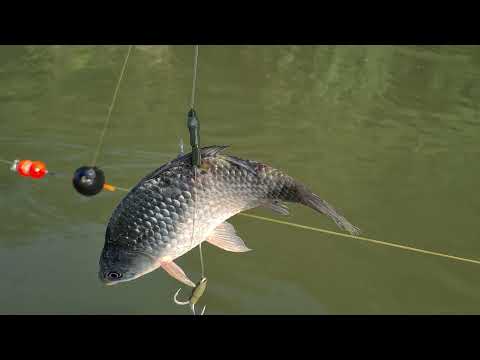 Pescuit la somn pe Dunare cu fir de rupere (breack line)