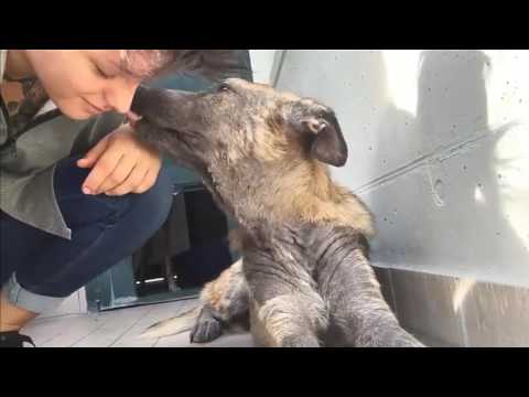 Kalisi video presentazione