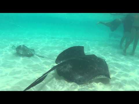 Feeding a stingray some squid