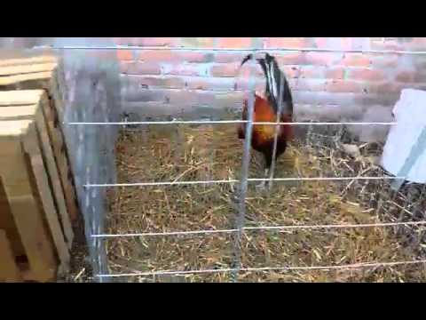 1/2 sweater 1/2 Brown red para derby en aguascalientes 2016