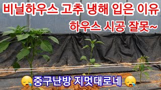 비닐하우스 시공 잘못해서 고추 냉해피해 무쟈게 입었습니다