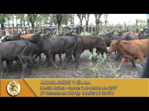 02-03-17 Venta de Hembras - Alzaga, Unzue y Cia S.A. - B. Juarez.