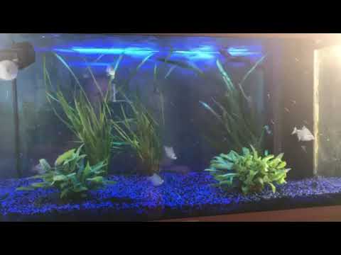 Baby serrasalmus geryi  by david hinz