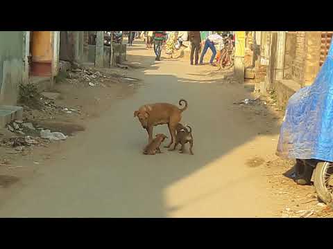 Mother love her child (dudh pan korano) Indrajit karmakar
