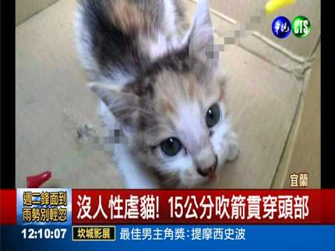 沒人性虐貓! 15公分吹箭貫穿頭部