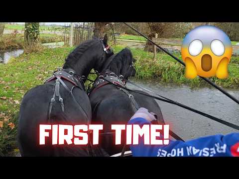 First Time Driving in a Pair for Teije Rein! | Who is who? | Last time... | Friesian Horses