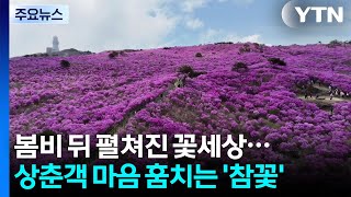 해발 1,000m에 펼쳐진 꽃세상...상춘객 마음 훔치는 '참꽃' / YTN
