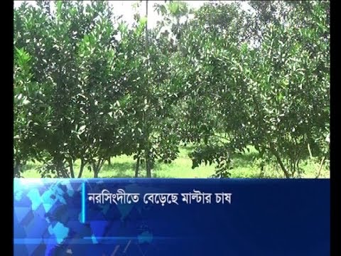 নরসিংদীতে বেড়েছে মাল্টার চাষ