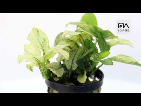 Planta acuática Anubias sp White Pinto