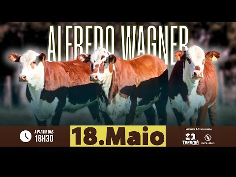 Leilão AO VIVO - Alfredo Wagner 18/05/2024 | Tarumã Remates