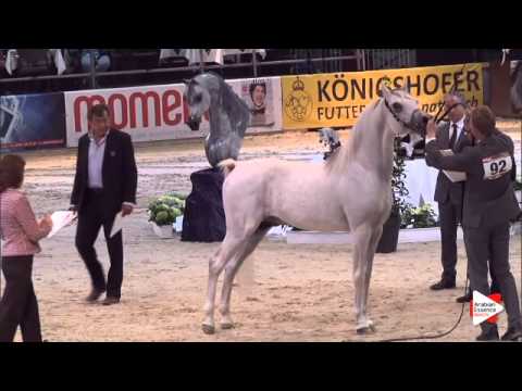 N.92 AL ESPRI - Wels 2015 - Stallions 11 years old (Class 14)