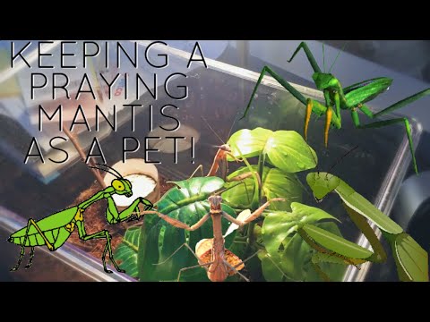 Praying Mantis Care (How To Care For A Pet Mantis)
