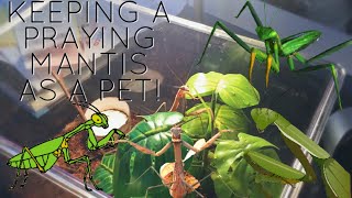 Praying Mantis Care (How To Care For A Pet Mantis)