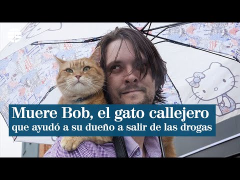 Muere Bob, el gato callejero que salvó a un indigente de las drogas y lo lanzó a la fama mundial