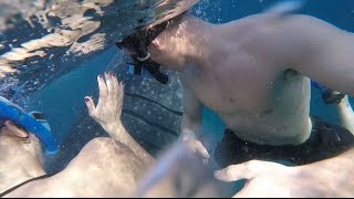 Swimming with WHALE SHARKS in Oslob, Cebu Philippines - YouTube