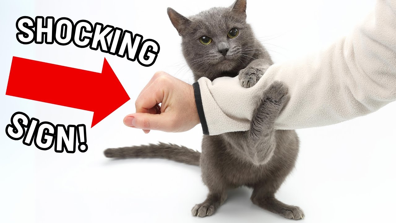 7 Signs That Your Cat Thinks They Are Your Child