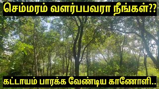 செம்மரம் வளர்த்து கடனால் தவிக்கும் விவசாயிகள்- semmaramsales