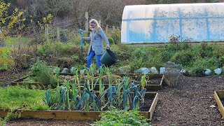 The Garden in December