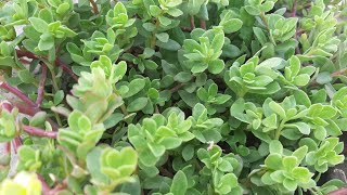 How to grow  purslane from cutting 🌿🌿🌿