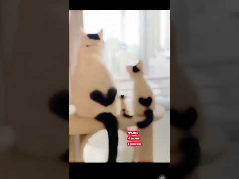 Funny cat compilation 🌌🪩😄 #cat #kitten #catlover #catvideos #catshorts #cats #catdance