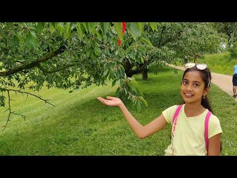 Frick cherry picking trail in Switzerland
