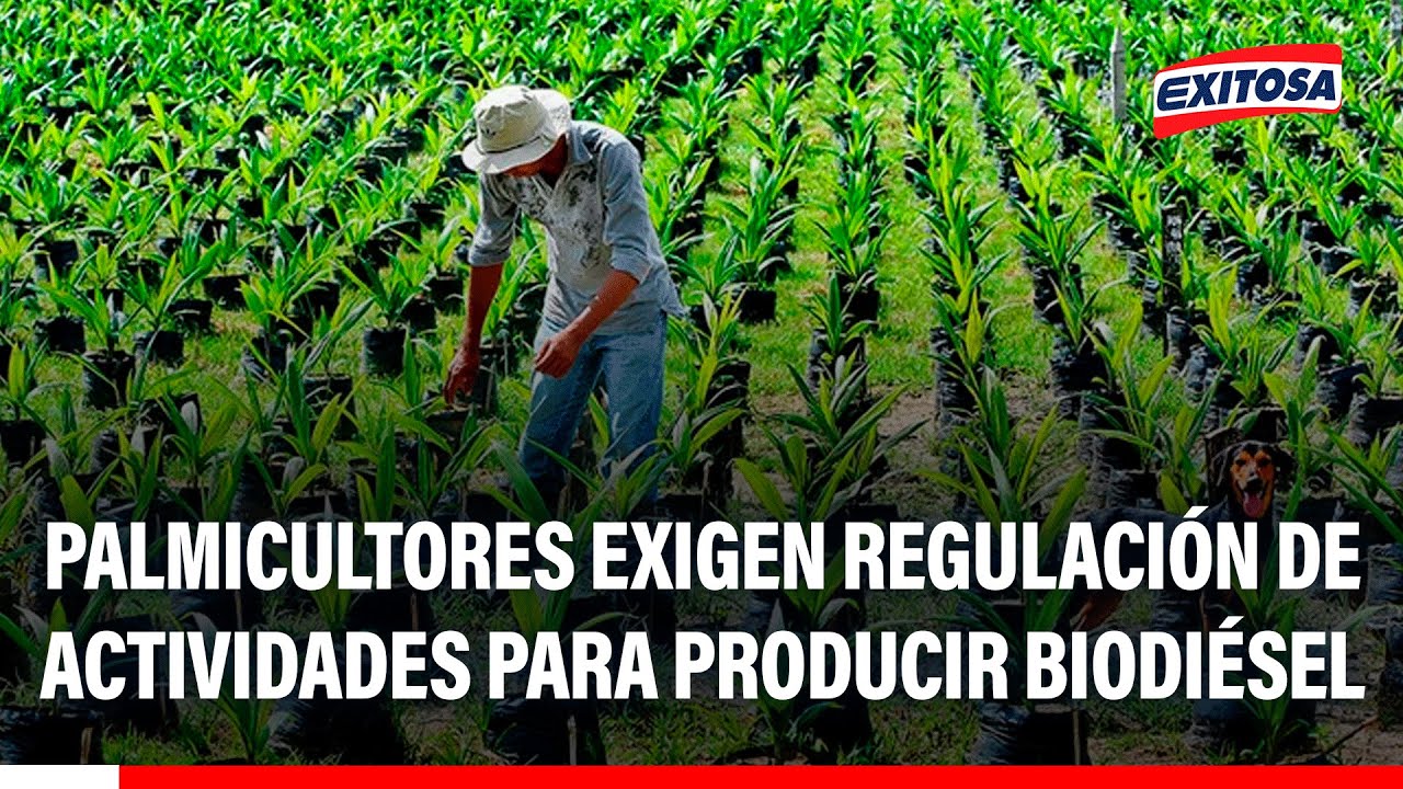 🔴🔵 Palmicultores piden que se reglamenten sus actividades para la producción de biodiésel