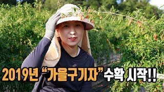 구기자 수확 시작했어유!!