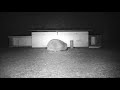 Somerset Wild Hedgehogs Patio Cam 23rd July 2021