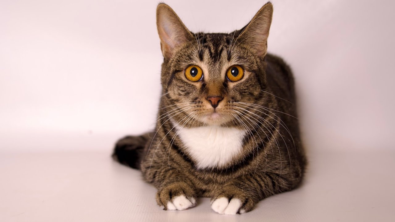 Yuzu, a Adoptable Domestic Short Hair in Riverside, CA video 6/6