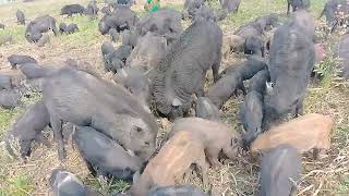 Amazing animal pig video like of bangoli animal