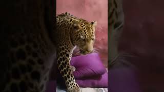 Download lagu 22 February 2026 mp3