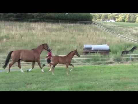 filly Radisson - Sancisco - Ex Libris