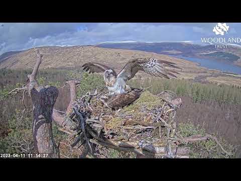 Loch Arkaig Osprey Camera season highlights 2023