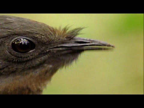 Lo straordinario repertorio di imitazioni dell’uccello lira