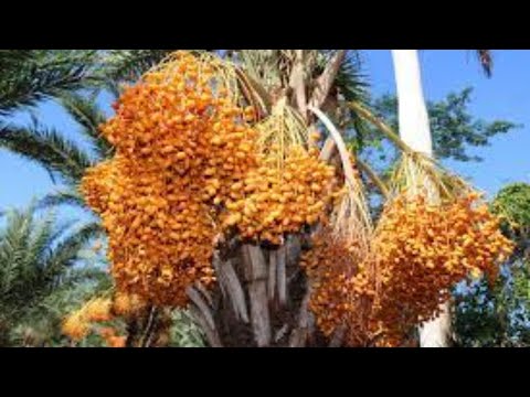 Dates palm Harvesting by Shaking Machine - Packing Dates Modern Agricultural Technology- Green Farm