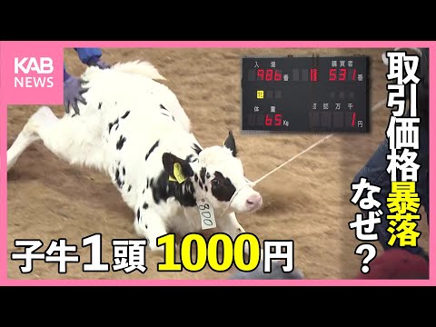 , title : '子牛が1000円で取引 「史上最悪の状況」農家からは悲鳴 一体何が？'
