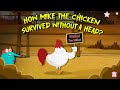 Miracles Are Real Story Of Mike The Headless Chicken Fruita Colorado The Dr Binocs Show