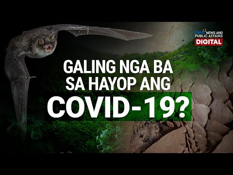 GMA Digital Specials: COVID-19, galing daw sa hayop? | Need to Know