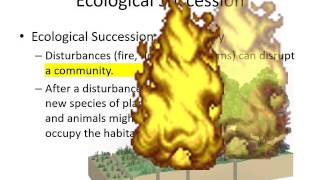 Ecological Succession