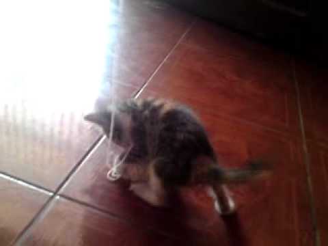 gatito jugando con bola de lana