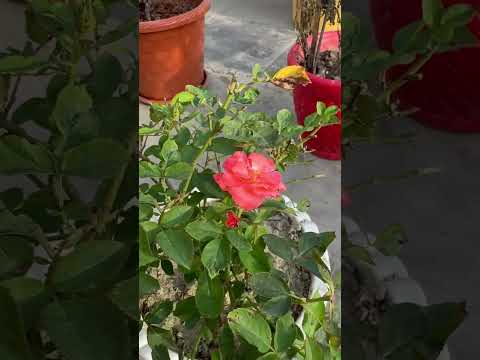 Rose # flowers #gardenflowers #garden #reels ####