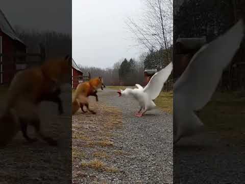 Goose ambushes creeping fox: driveway erupts in dust-blast chaos 🦊💥