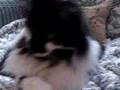 Tux Trying To Make Him MEOW