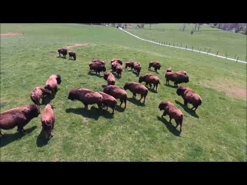 download lagu mp3 mp4 Bison Meat For Sale In Pa, download lagu Bison Meat For Sale In Pa gratis, unduh video klip Bison Meat For Sale In Pa